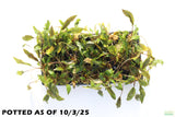 Crypt Petchii_Cryptocoryne_Aquarium plant for sale