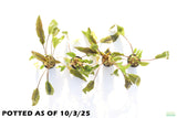 Crypt Petchii_Cryptocoryne_Aquarium plant for sale