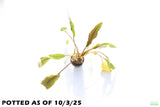 Crypt Petchii_Cryptocoryne_Aquarium plant for sale