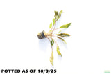 Crypt Petchii_Cryptocoryne_Aquarium plant for sale