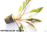 Crypt Petchii_Cryptocoryne_Aquarium plant for sale