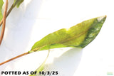 Crypt Petchii_Cryptocoryne_Aquarium plant for sale