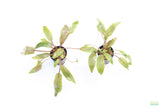 Crypt Undulata Red_Cryptocoryne_Aquarium Plant For Sale