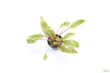 Crypt Undulata Red_Cryptocoryne_Aquarium Plant For Sale