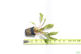 Crypt Undulata Red_Cryptocoryne_Aquarium Plant For Sale