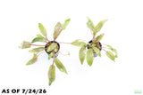 Crypt Undulata Red_Cryptocoryne_Aquarium Plant For Sale
