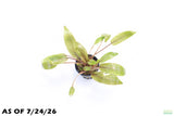 Crypt Undulata Red_Cryptocoryne_Aquarium Plant For Sale