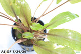 Crypt Undulata Red_Cryptocoryne_Aquarium Plant For Sale