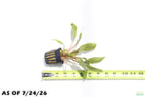 Crypt Undulata Red_Cryptocoryne_Aquarium Plant For Sale