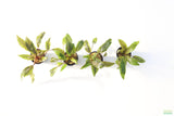 Crypt Undulata Red_Cryptocoryne_Aquarium Plant for sale