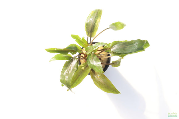 Crypt Undulata Red_Cryptocoryne_Aquarium Plant for sale