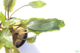 Crypt Undulata Red_Cryptocoryne_Aquarium Plant for sale