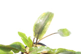 Crypt Undulata Red_Cryptocoryne_Aquarium Plant for sale