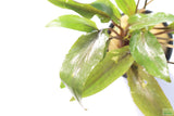 Crypt Undulata Red_Cryptocoryne_Aquarium Plant for sale