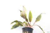 Crypt Undulata Red_Cryptocoryne_Aquarium Plant for sale