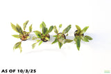 Crypt Undulata Red_Cryptocoryne_Aquarium Plant for sale