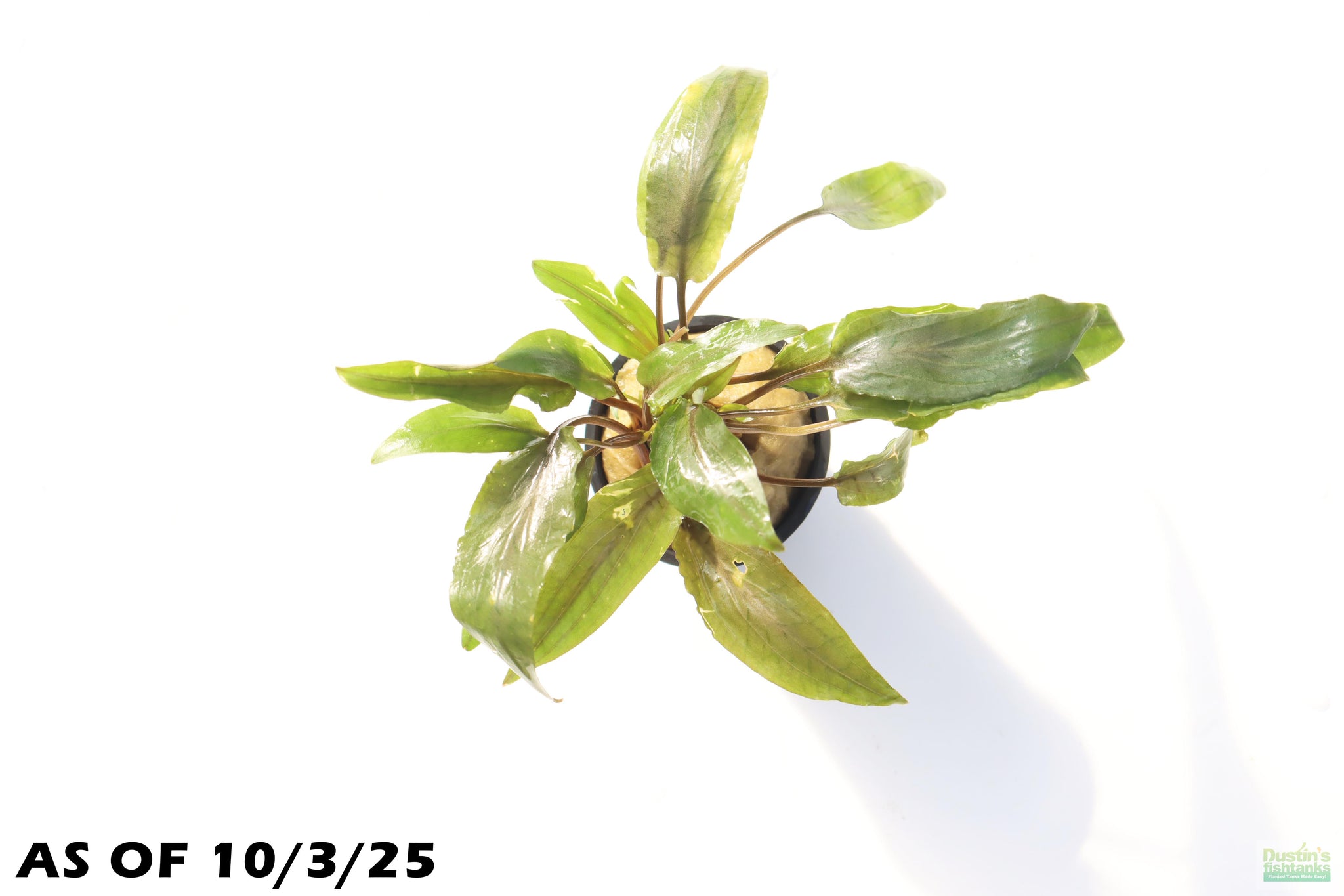 BUY 2 GET 1 FREE – Cryptocoryne Undulata Aquarium Plant – Beginner Friendly, Freshwater Tropical