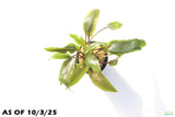 Crypt Undulata Red_Cryptocoryne_Aquarium Plant for sale