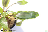 Crypt Undulata Red_Cryptocoryne_Aquarium Plant for sale