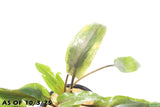 Crypt Undulata Red_Cryptocoryne_Aquarium Plant for sale