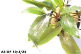 Crypt Undulata Red_Cryptocoryne_Aquarium Plant for sale