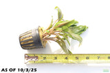 Crypt Undulata Red_Cryptocoryne_Aquarium Plant for sale