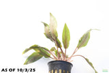 Crypt Undulata Red_Cryptocoryne_Aquarium Plant for sale