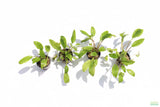 Crypt Wendtii Broadleaf_Cryptocoryne_Aquarium Plant For Sale