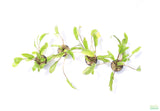 Crypt Wendtii Broadleaf_Cryptocoryne_Aquarium Plant For Sale