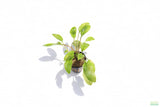 Crypt Wendtii Broadleaf_Cryptocoryne_Aquarium Plant For Sale