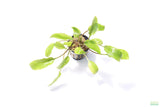 Crypt Wendtii Broadleaf_Cryptocoryne_Aquarium Plant For Sale