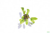 Crypt Wendtii Broadleaf_Cryptocoryne_Aquarium Plant For Sale