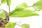 Crypt Wendtii Broadleaf_Cryptocoryne_Aquarium Plant For Sale