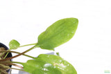 Crypt Wendtii Broadleaf_Cryptocoryne_Aquarium Plant For Sale
