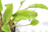 Crypt Wendtii Broadleaf_Cryptocoryne_Aquarium Plant For Sale