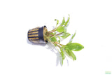 Crypt Wendtii Broadleaf_Cryptocoryne_Aquarium Plant For Sale