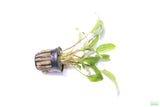 Crypt Wendtii Broadleaf_Cryptocoryne_Aquarium Plant For Sale