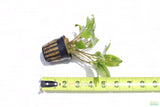 Crypt Wendtii Broadleaf_Cryptocoryne_Aquarium Plant For Sale
