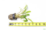 Crypt Wendtii Broadleaf_Cryptocoryne_Aquarium Plant For Sale