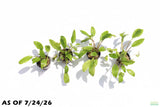 Crypt Wendtii Broadleaf_Cryptocoryne_Aquarium Plant For Sale