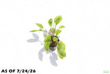 Crypt Wendtii Broadleaf_Cryptocoryne_Aquarium Plant For Sale