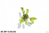 Crypt Wendtii Broadleaf_Cryptocoryne_Aquarium Plant For Sale