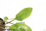 Crypt Wendtii Broadleaf_Cryptocoryne_Aquarium Plant For Sale