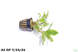 Crypt Wendtii Broadleaf_Cryptocoryne_Aquarium Plant For Sale