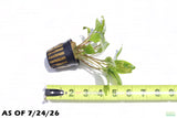 Crypt Wendtii Broadleaf_Cryptocoryne_Aquarium Plant For Sale