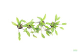 Crypt Wendtii Broadleaf_Cryptocoryne_Aquarium Plant For Sale
