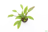 Crypt Wendtii Broadleaf_Cryptocoryne_Aquarium Plant For Sale