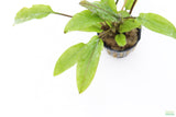 Crypt Wendtii Broadleaf_Cryptocoryne_Aquarium Plant For Sale