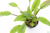 Crypt Wendtii Broadleaf_Cryptocoryne_Aquarium Plant For Sale