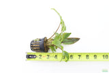 Crypt Wendtii Broadleaf_Cryptocoryne_Aquarium Plant For Sale